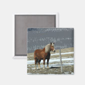 Cheval de trait belge dans l'enclos Magnet (Recto/Verso)