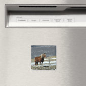 Cheval de trait belge dans l'enclos Magnet (In Situ (Lave-vaisselle))