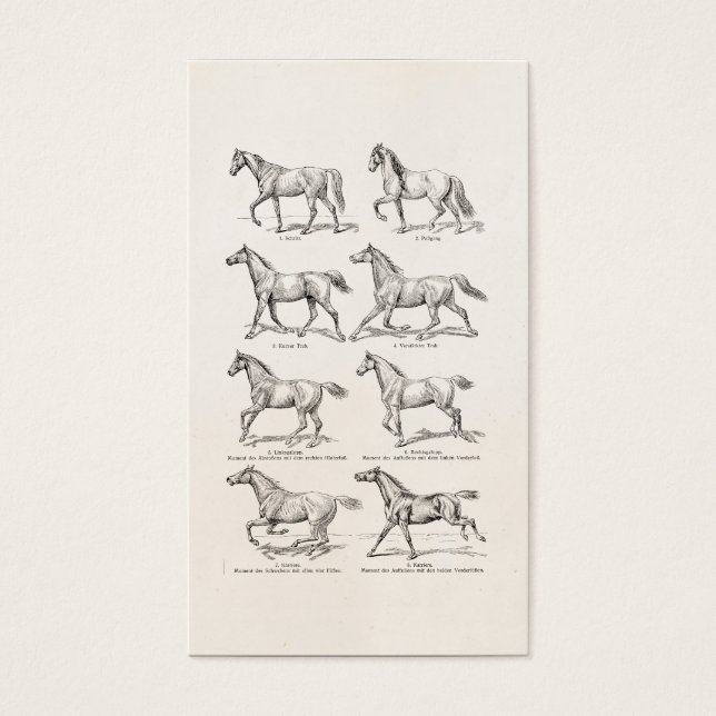 Cheval des années 1800 vintage - Illustration Chev (Devant)