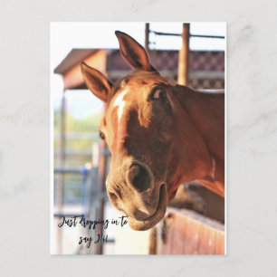 Cheval disant sa carte postale