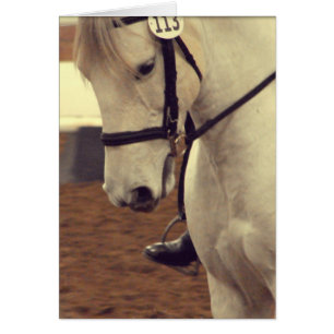 Cheval Dressage 113