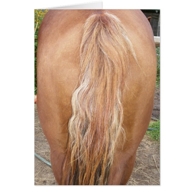 cheval dressé (Devant)