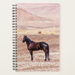 Cheval du désert P8664
