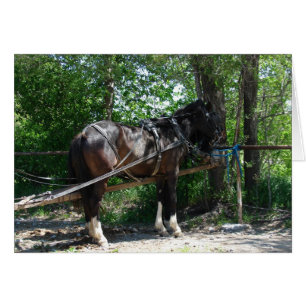 Cheval en attente