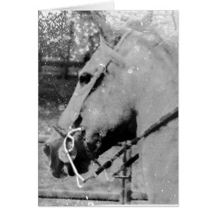 Cheval en noir et blanc