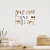 Cheval Equine Anatomie Muscles Skeleton Poster (Cuisine)