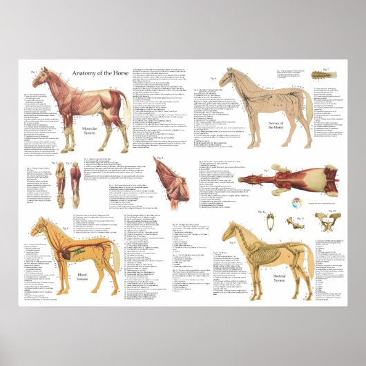 Cheval Equine Anatomie Muscles Skeleton Poster (Devant)