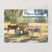 Cheval et âne Nouvelle carte postale (Devant)