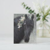 Cheval Frison - Carte postale (Debout devant)