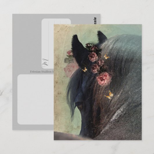 Cheval Frison - Carte postale (Devant / Derrière)
