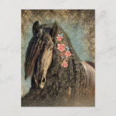 Cheval Frison - Carte postale (Devant)