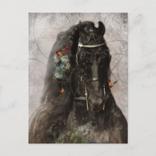 Cheval Frison - Carte postale (Devant)