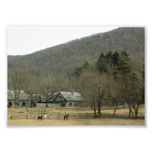 Cheval Graze 7x5 Photographie Impression (Devant)