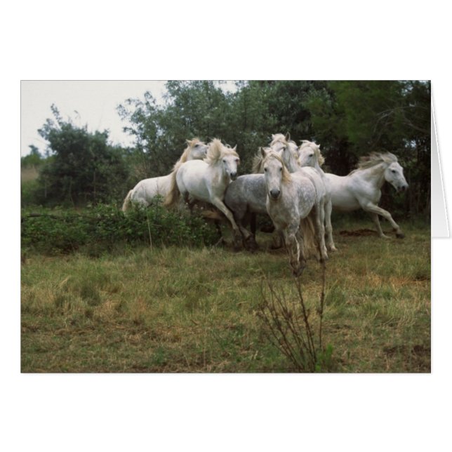 Cheval Gris (Devant horizontal)