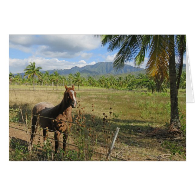 Cheval hawaïen (Devant horizontal)