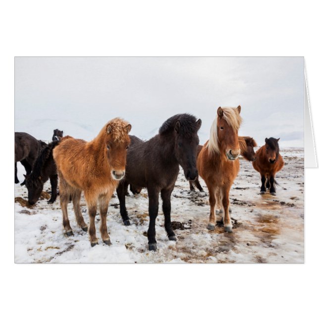 Cheval islandais en hiver en Islande (Devant horizontal)