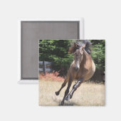 Cheval Lusitan à Liberté Magnet (Recto/Verso)