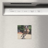 Cheval Lusitan à Liberté Magnet (In Situ (Lave-vaisselle))