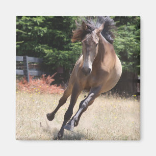 Cheval Lusitan à Liberté Magnet