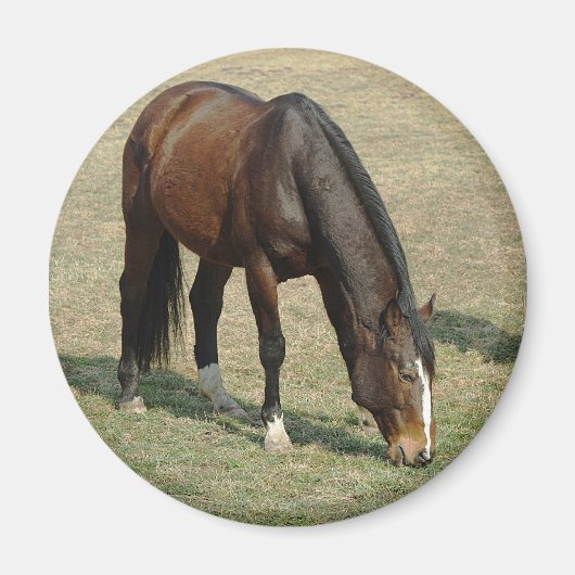 Cheval - Magnet (Devant)