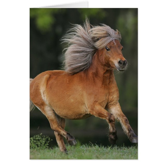 Cheval Miniature En Course (Devant)