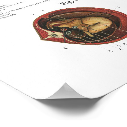 Cheval Muscles Viscera Anatomie Poster Graphique (Coin)