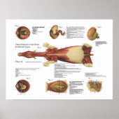 Cheval Muscles Viscera Anatomie Poster Graphique (Devant)