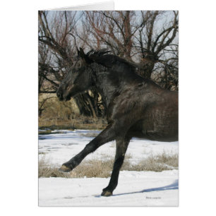 Cheval Mustang sauvage dans la neige 2