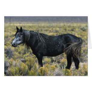 Cheval Mustang sauvage dans le désert