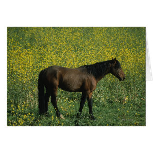 Cheval Mustang sauvage debout en fleurs