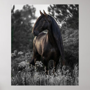 Cheval noir blanc Photo moderne Poster