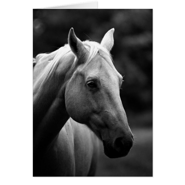 Cheval noir et blanc (Devant)