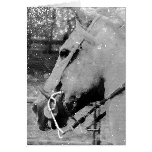 Cheval noir et blanc Grunge, Anniversaire (Devant)