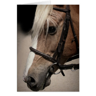 Cheval Palomino en Bridle