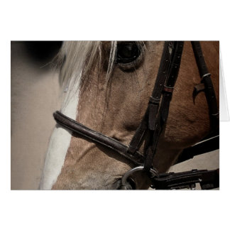 Cheval Palomino en Bridle