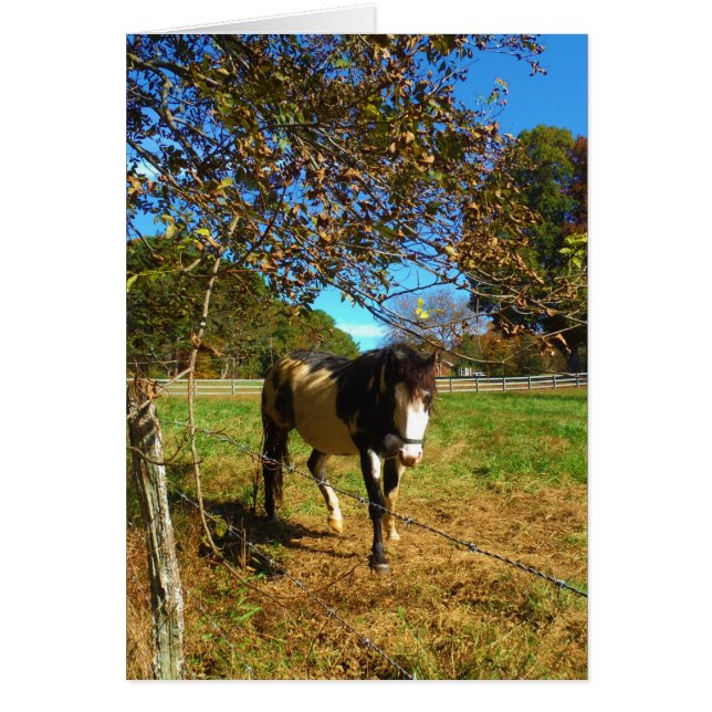 Cheval Peint, (Devant)