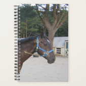 Cheval Photo Equine Paddock Stable (Devant)