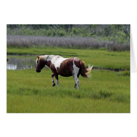 Cheval sauvage d'Assateague (Devant horizontal)
