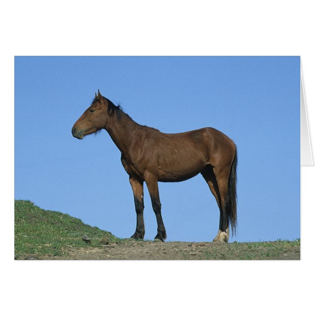 Cheval sauvage Mustang (Devant horizontal)