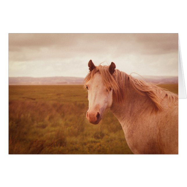 cheval sauvage vintage (Devant horizontal)