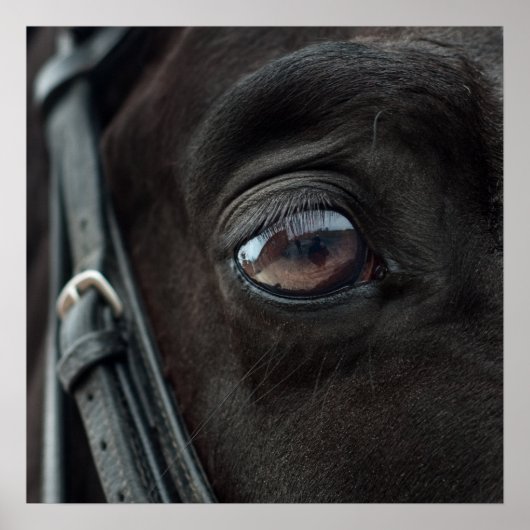 Cheval Stallion Oeil Photo Nature Mur Poster (Devant)
