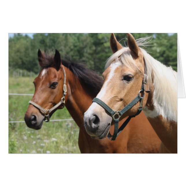 Chevaux (Devant horizontal)