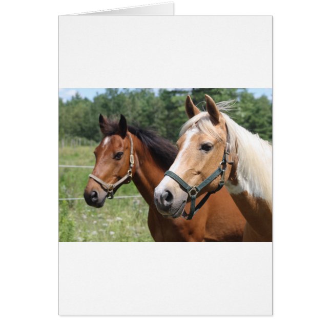 Chevaux (Devant)