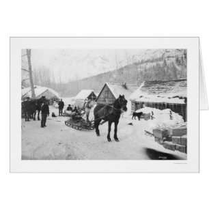 Chevaux Alaska 1912 de traînée de Valdez
