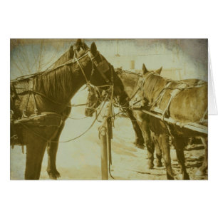 Chevaux Amish