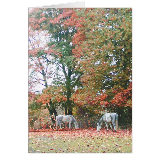 Chevaux arabes Chas & Chiaro (Devant)