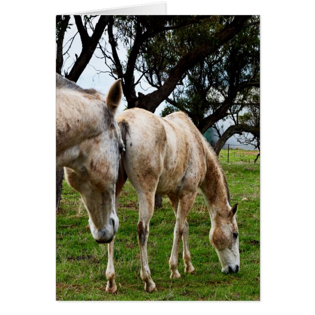 Chevaux blancs boueux, (Devant)