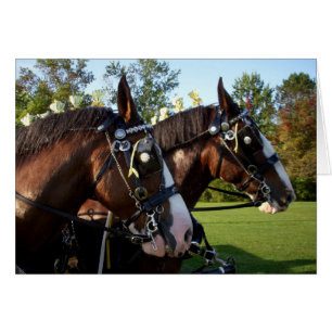 Chevaux Clydesdale