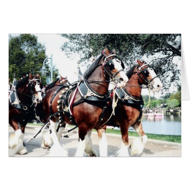 Chevaux Clydesdale (Devant horizontal)