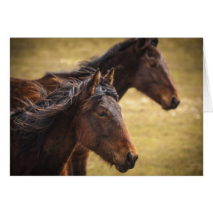 Chevaux côte à côte